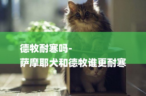 德牧耐寒嗎-
薩摩耶犬和德牧誰更耐寒