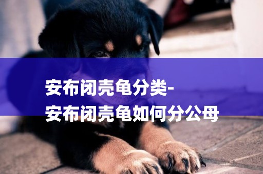 安布閉殼龜分類-
安布閉殼龜如何分公母