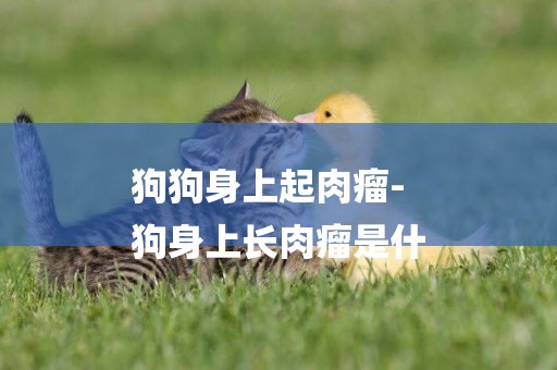 狗狗身上起肉瘤-
狗身上長肉瘤是什