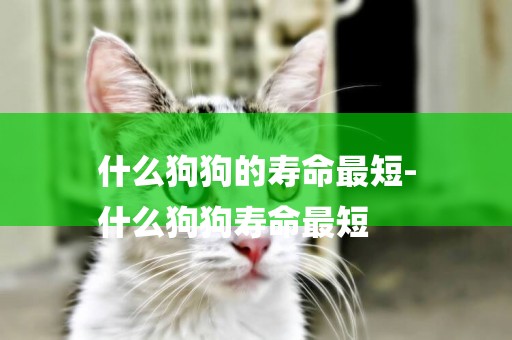 什么狗狗的壽命最短-
什么狗狗壽命最短
