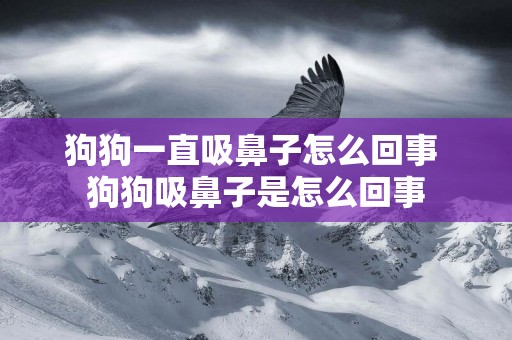 狗狗一直吸鼻子怎么回事 狗狗吸鼻子是怎么回事