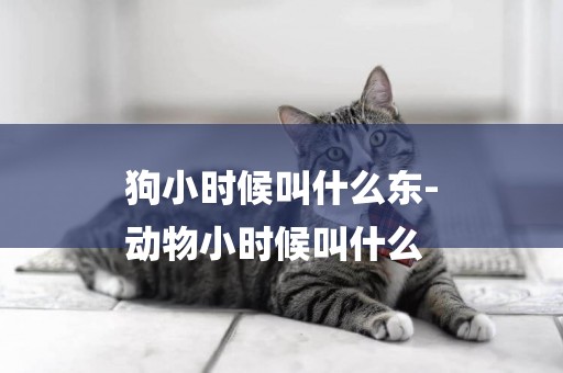 狗小時候叫什么東-
動物小時候叫什么
