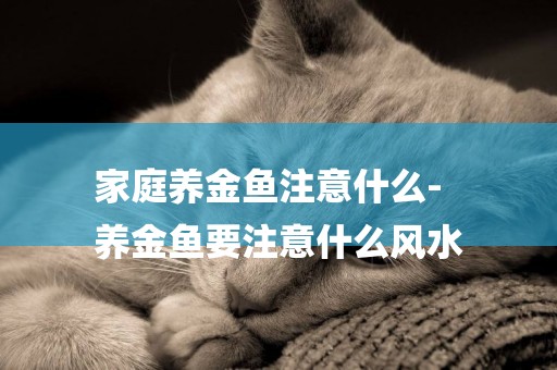 家庭養金魚注意什么-
養金魚要注意什么風水