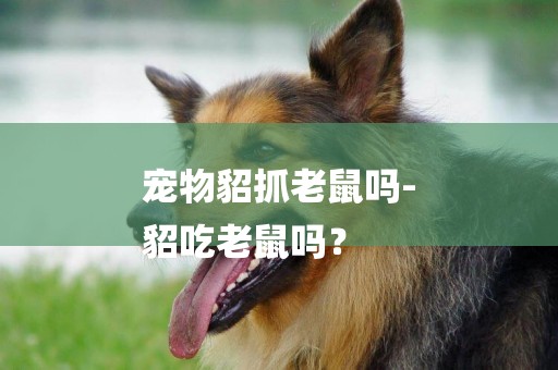 寵物貂抓老鼠嗎-
貂吃老鼠嗎？
