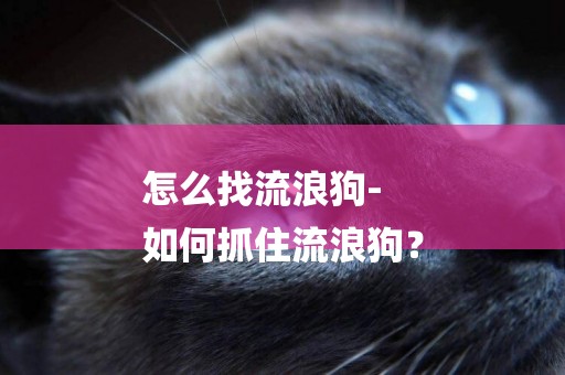 怎么找流浪狗-
如何抓住流浪狗？