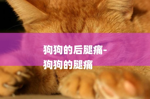 狗狗的后腿痛-
狗狗的腿痛