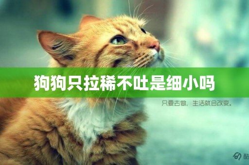 狗狗只拉稀不吐是細小嗎