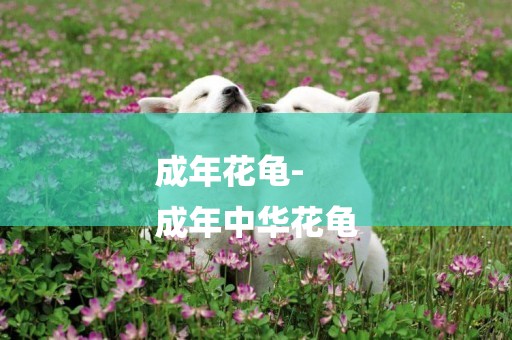 成年花龜-
成年中華花龜