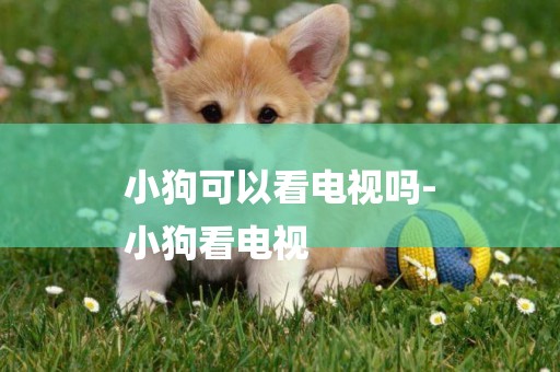 小狗可以看電視嗎-
小狗看電視