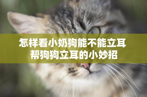 怎樣看小奶狗能不能立耳 幫狗狗立耳的小妙招
