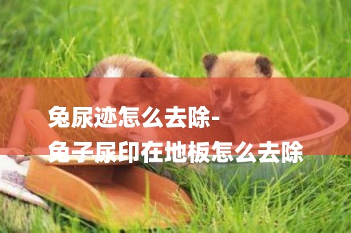 兔尿跡怎么去除-
兔子尿印在地板怎么去除