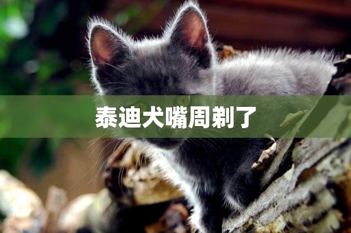 泰迪犬嘴周剃了
