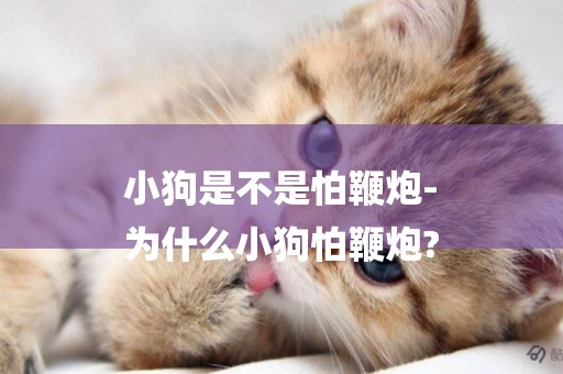 小狗是不是怕鞭炮-
為什么小狗怕鞭炮?