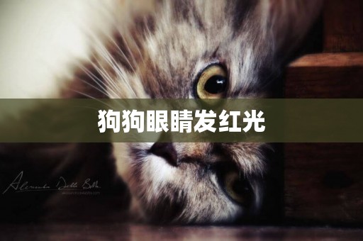 狗狗眼睛發紅光