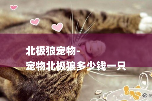 北極狼寵物-
寵物北極狼多少錢一只
