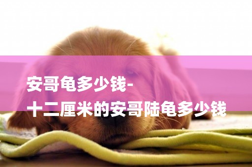 安哥龜多少錢-
十二厘米的安哥陸龜多少錢
