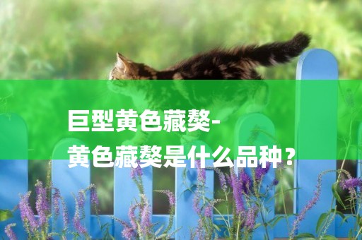巨型黃色藏獒-
黃色藏獒是什么品種？