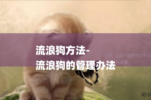 流浪狗方法-
流浪狗的管理辦法