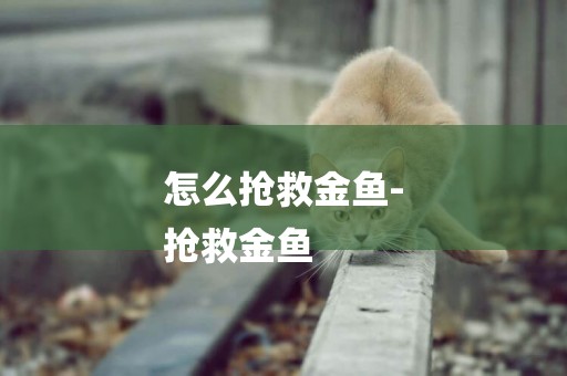 怎么搶救金魚-
搶救金魚