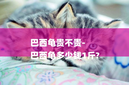 巴西龜貴不貴-
巴西龜多少錢1斤?