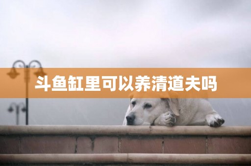 斗魚缸里可以養清道夫嗎