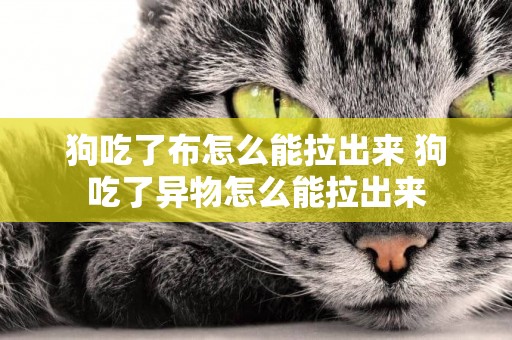 狗吃了布怎么能拉出來 狗吃了異物怎么能拉出來