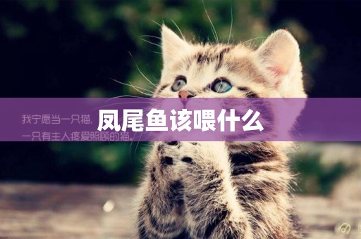 鳳尾魚該喂什么