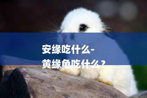 安緣吃什么-
黃緣龜吃什么？