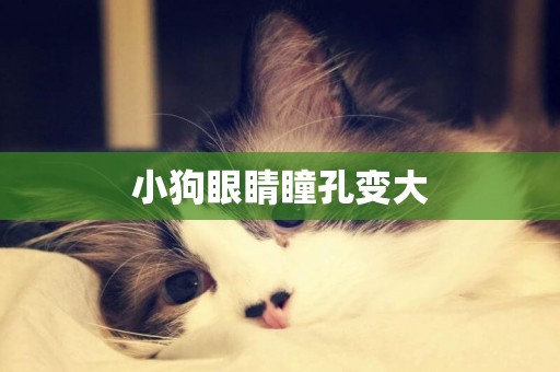小狗眼睛瞳孔變大