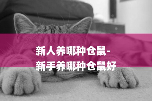 新人養哪種倉鼠-
新手養哪種倉鼠好