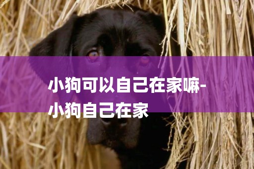 小狗可以自己在家嘛-
小狗自己在家