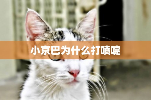 小京巴為什么打噴嚏