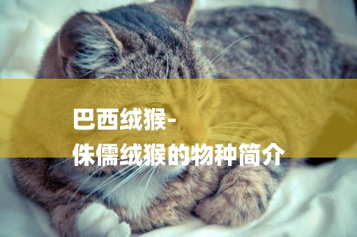 巴西絨猴-
侏儒絨猴的物種簡介