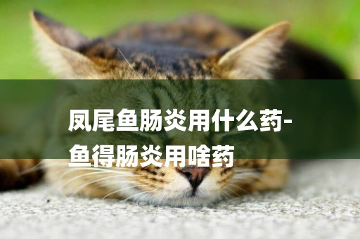 鳳尾魚腸炎用什么藥-
魚得腸炎用啥藥