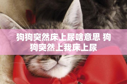 狗狗突然床上尿啥意思 狗狗突然上我床上尿