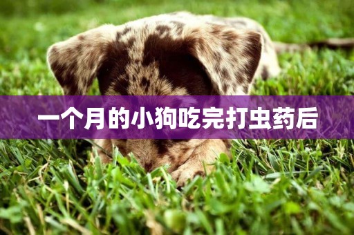 一個月的小狗吃完打蟲藥后