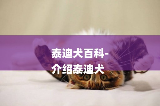 泰迪犬百科-
介紹泰迪犬