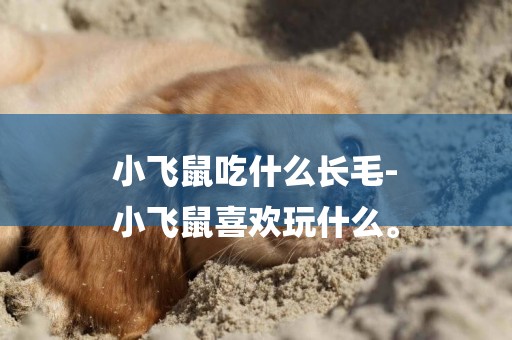 小飛鼠吃什么長毛-
小飛鼠喜歡玩什么。
