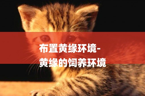 布置黃緣環境-
黃緣的飼養環境