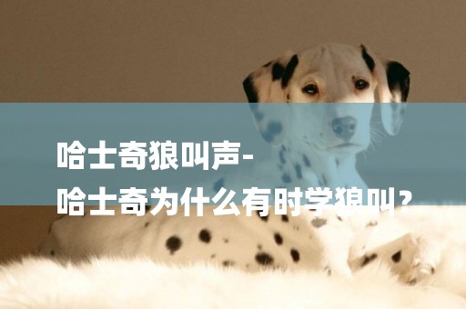 哈士奇狼叫聲-
哈士奇為什么有時學狼叫？