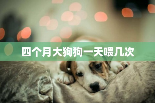 四個月大狗狗一天喂幾次