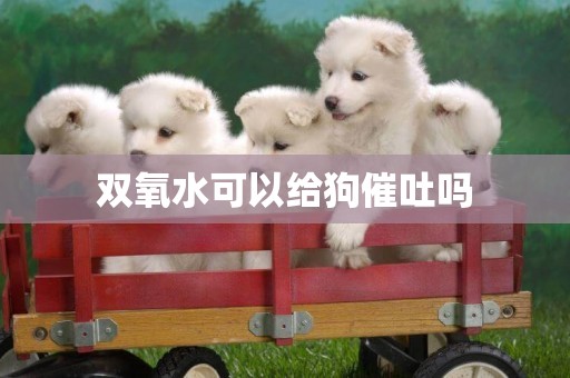 雙氧水可以給狗催吐嗎