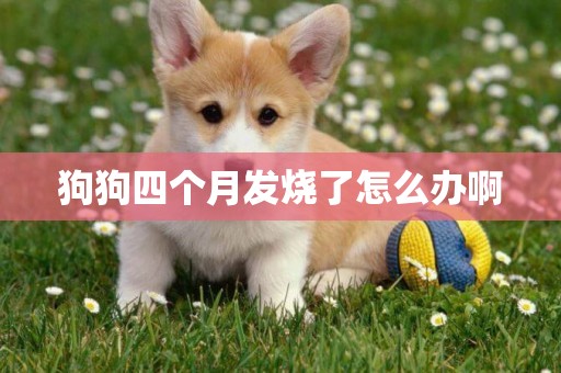 狗狗四個月發燒了怎么辦啊