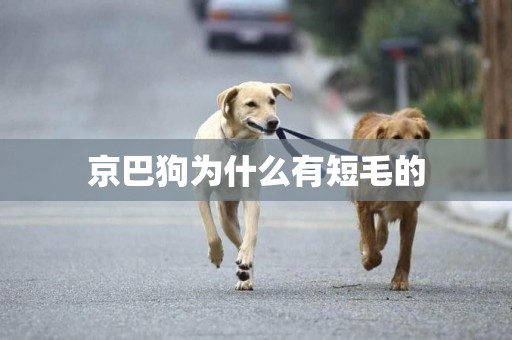京巴狗為什么有短毛的