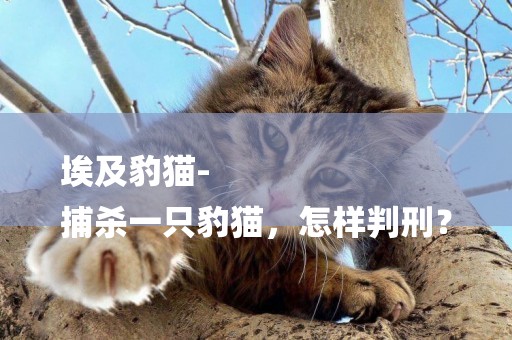 埃及豹貓-
捕殺一只豹貓，怎樣判刑？