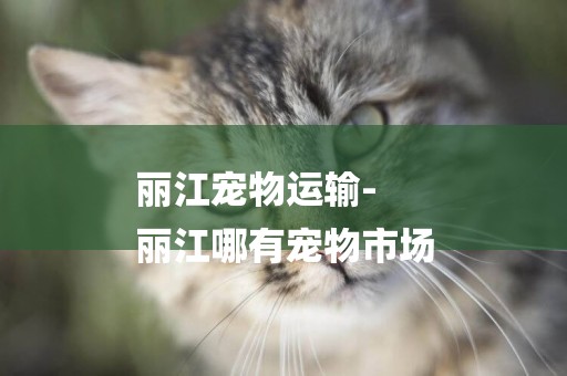 麗江寵物運輸-
麗江哪有寵物市場