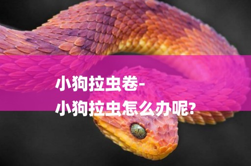 小狗拉蟲卷-
小狗拉蟲怎么辦呢?