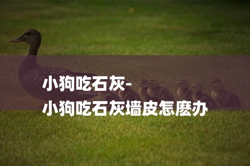 小狗吃石灰-
小狗吃石灰墻皮怎麼辦