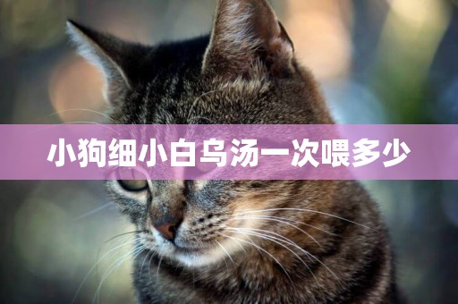 小狗細小白烏湯一次喂多少