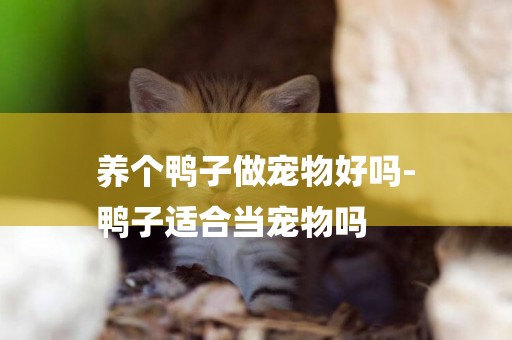 養個鴨子做寵物好嗎-
鴨子適合當寵物嗎